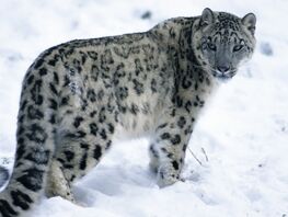 Snow leopard to become national symbol of the Kyrgyz Republic