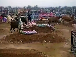 Стадо баранов ходит по&nbsp;кладбищу в&nbsp;Токмоке и&nbsp;топчет могилы 