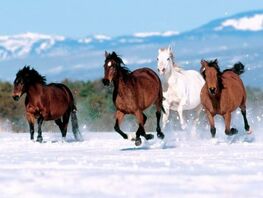 31-декабрга карата аба ырайы 