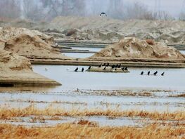 Dozens of rare bird species discovered 15 kilometers from Bishkek