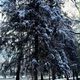 Фото Николая Манаковского. В заснеженном Бишкеке