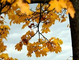 Будет ли дождь в Бишкеке на выходных. Прогноз погоды на 30 октября — 2 ноября