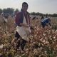 Фото Подробно.uz. Певец Улугбек Халиков собирает хлопок