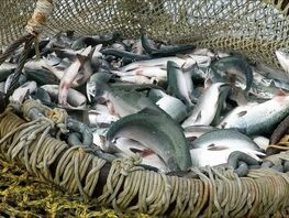 В&nbsp;Кыргызстане введут мораторий на&nbsp;добычу промысловых и&nbsp;особо ценных видов рыбы 