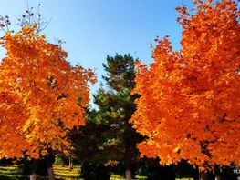 Выдра на&nbsp;охоте и&nbsp;осень в&nbsp;Бишкеке. Фото и&nbsp;видео читателей 24-kg.com 