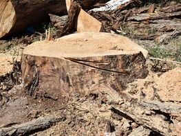 В&nbsp;Таласе аким задержан за&nbsp;незаконную вырубку 475 тополей и&nbsp;многомиллионный ущерб 