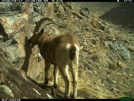 &laquo;Ак-Суу&raquo; коругунда ак&nbsp;илбирс, тоо теке, аркарлар сүрөт капканга тартылып калган 