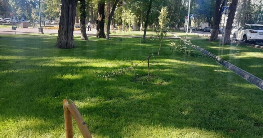 На&nbsp;бульваре Эркиндик сломали молодые деревья 