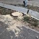 Фото читателя 24-kg.com. Вырубка деревьев