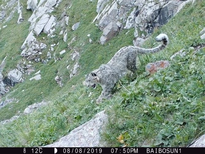 с камеры видеонаблюдения в заповеднике «Байбоосун»